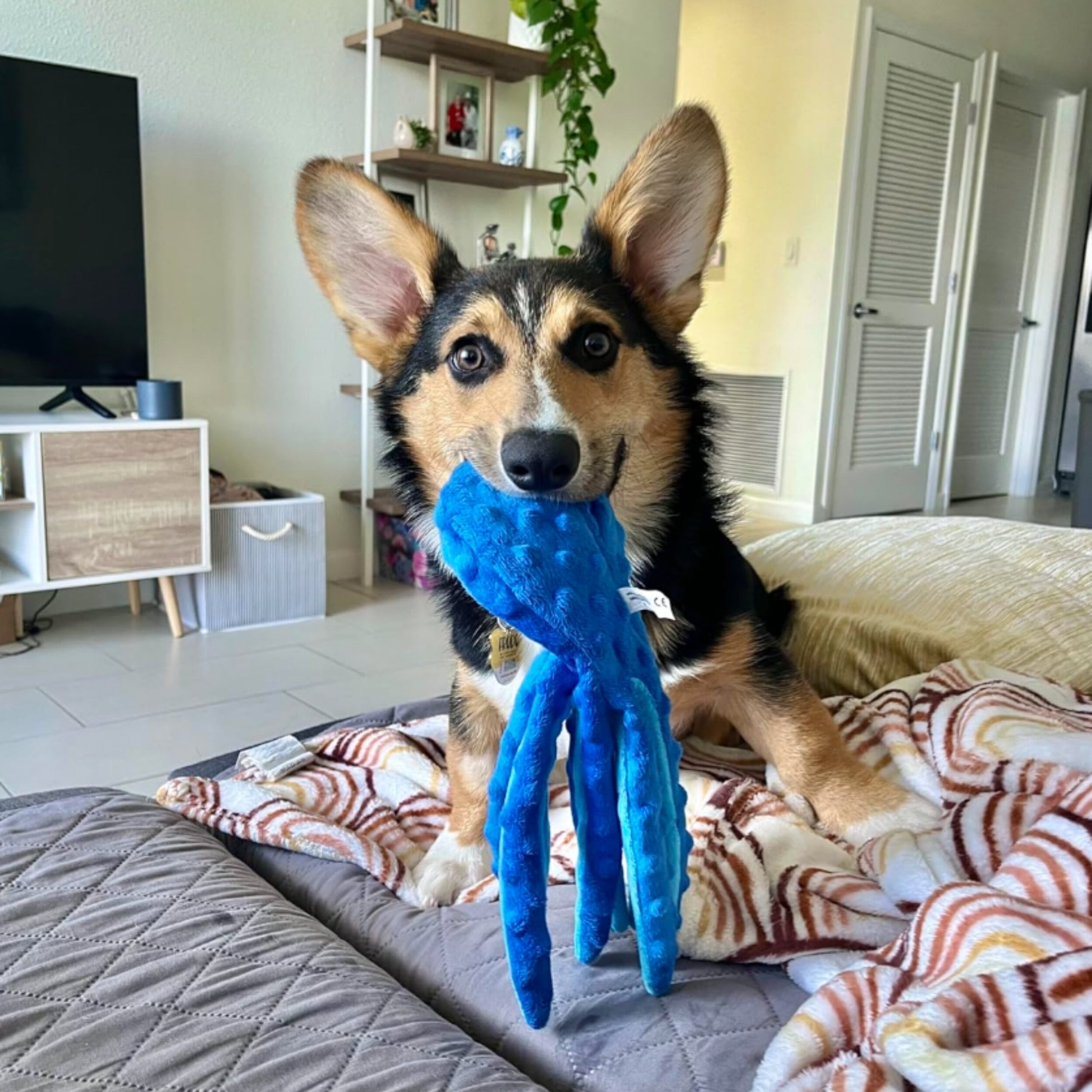 chew-proof octo toy
